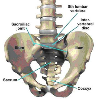 pain generators of the spine include discogenic pain, facet mediated joint pain, sacral-iliac joint pain and vertebral pain