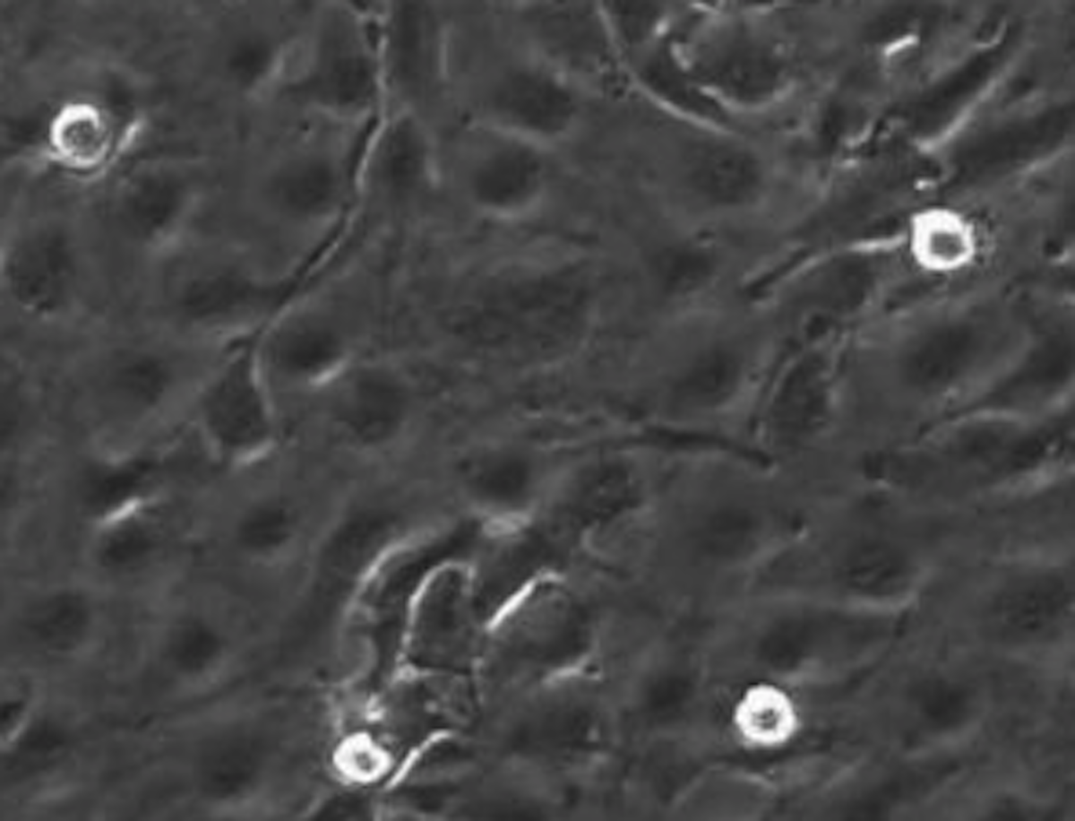 stem cells under a microscope