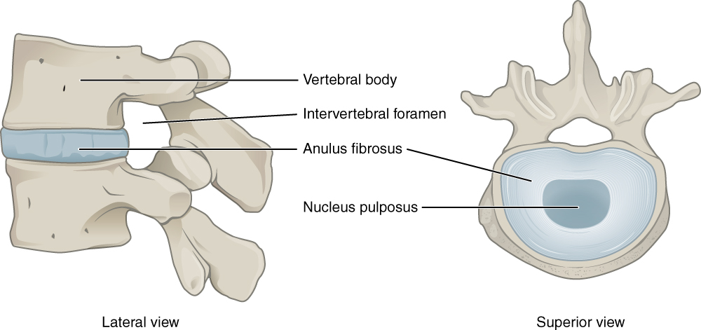 Location of nerve fibers and nerve roots causing low back pain